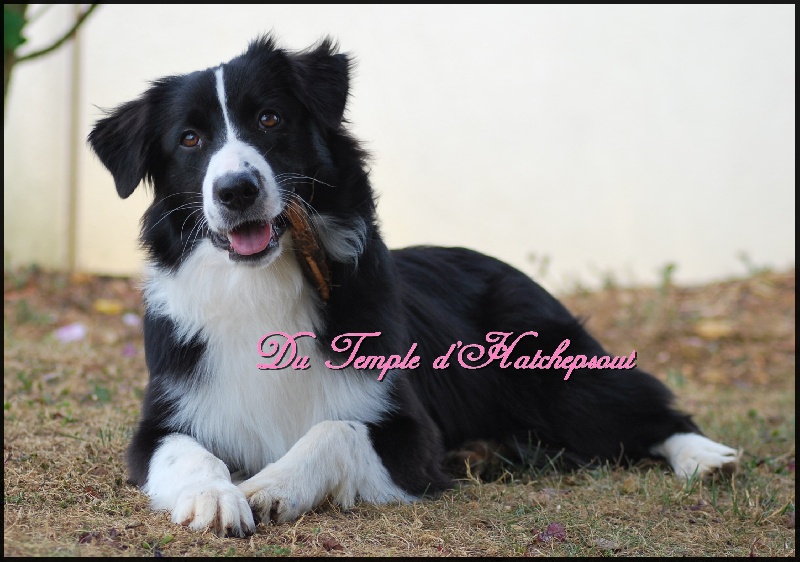 Lower egypt wadjet uraeus Du Temple D'hatchepsout