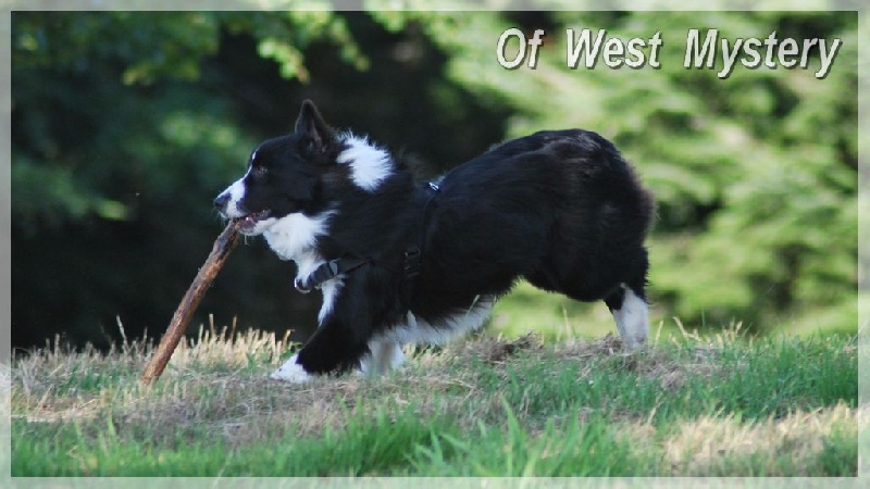 Lower egypt wadjet uraeus Du Temple D'hatchepsout