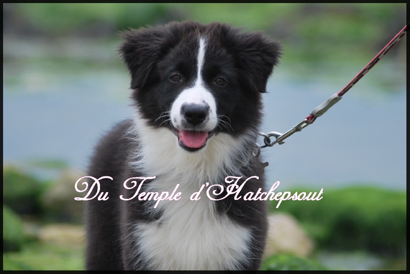 Lower egypt wadjet uraeus Du Temple D'hatchepsout