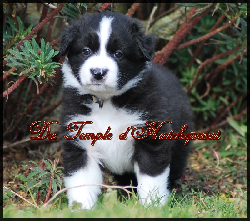 Lower egypt wadjet uraeus Du Temple D'hatchepsout