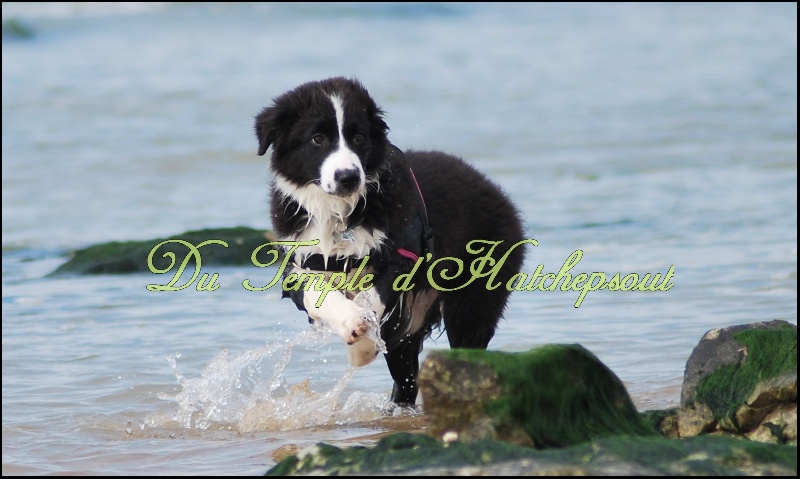 Lower egypt wadjet uraeus Du Temple D'hatchepsout