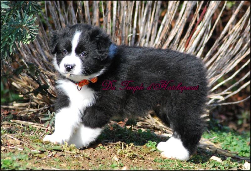 Lower egypt wadjet uraeus Du Temple D'hatchepsout