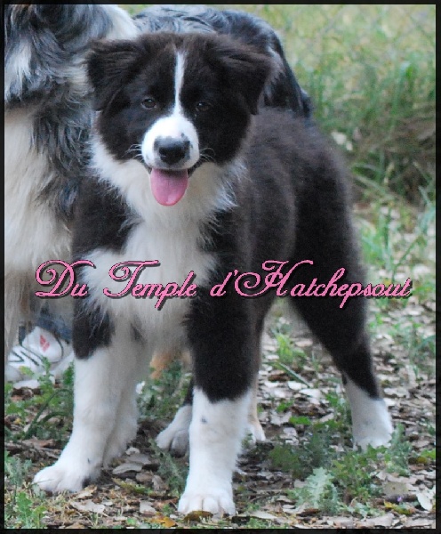 Lower egypt wadjet uraeus Du Temple D'hatchepsout