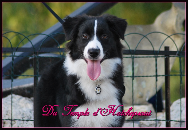 Lower egypt wadjet uraeus Du Temple D'hatchepsout