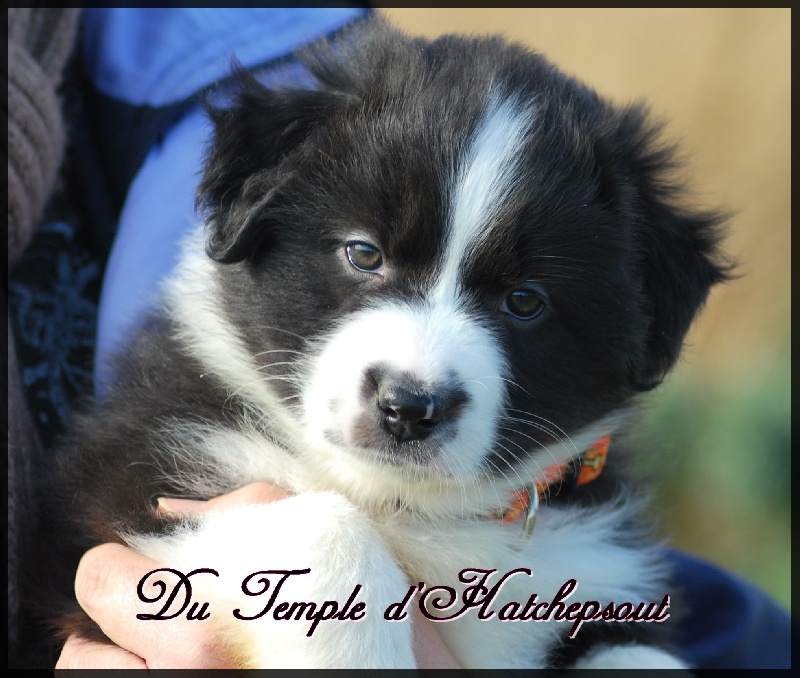 Lower egypt wadjet uraeus Du Temple D'hatchepsout