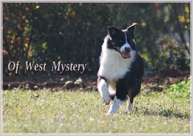 Lower egypt wadjet uraeus Du Temple D'hatchepsout