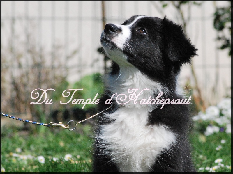 Lower egypt wadjet uraeus Du Temple D'hatchepsout