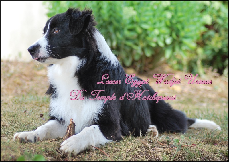 Lower egypt wadjet uraeus Du Temple D'hatchepsout