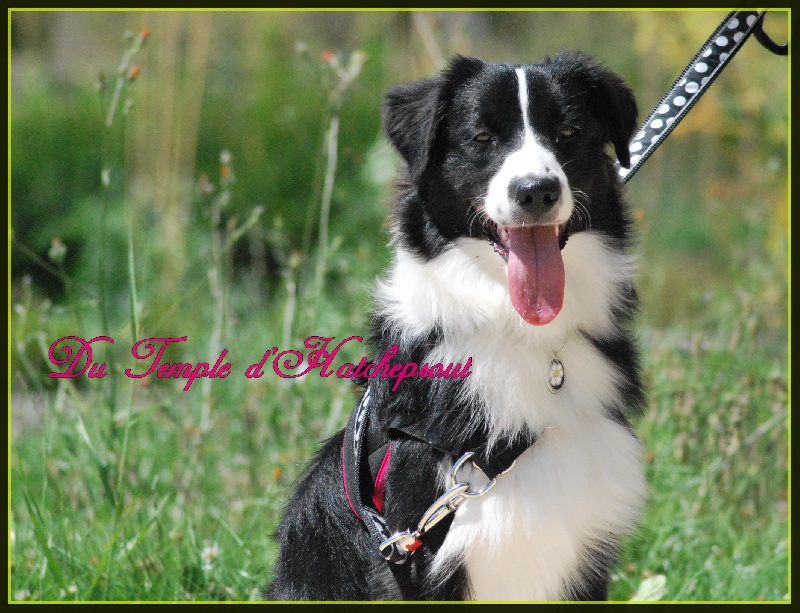 Lower egypt wadjet uraeus Du Temple D'hatchepsout