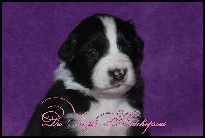 Lower egypt wadjet uraeus Du Temple D'hatchepsout