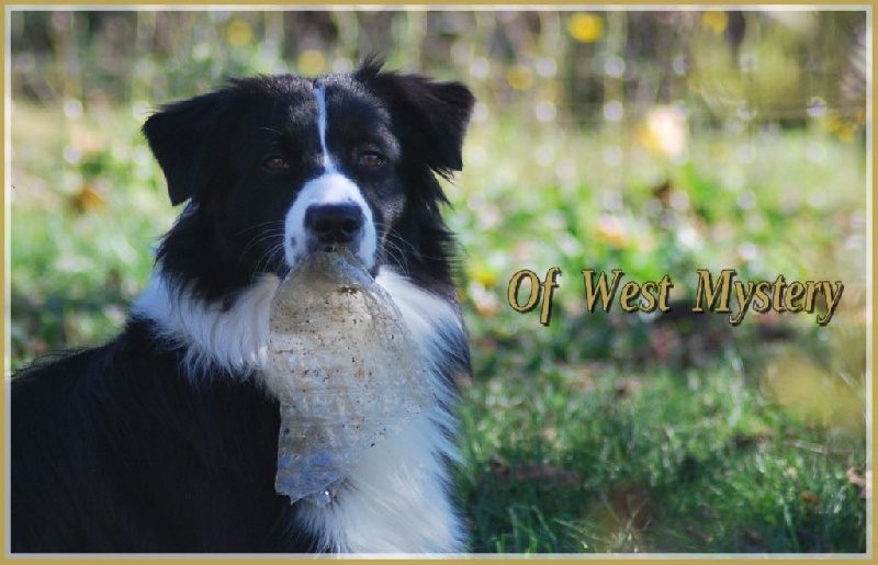 Lower egypt wadjet uraeus Du Temple D'hatchepsout