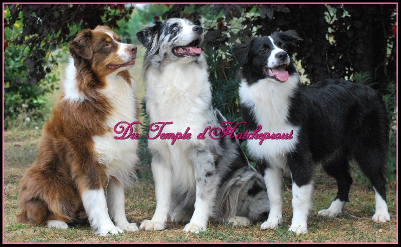 Lower egypt wadjet uraeus Du Temple D'hatchepsout