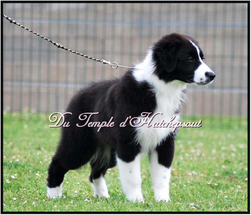 Lower egypt wadjet uraeus Du Temple D'hatchepsout