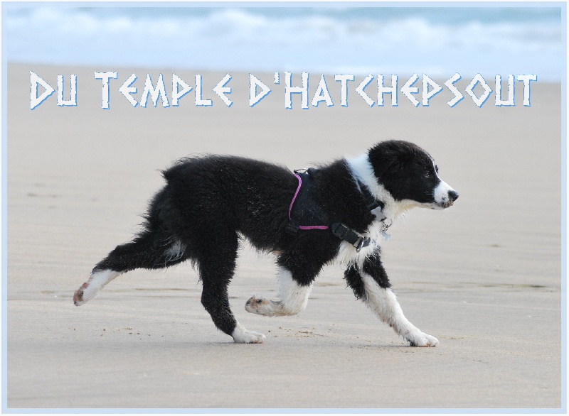 Lower egypt wadjet uraeus Du Temple D'hatchepsout