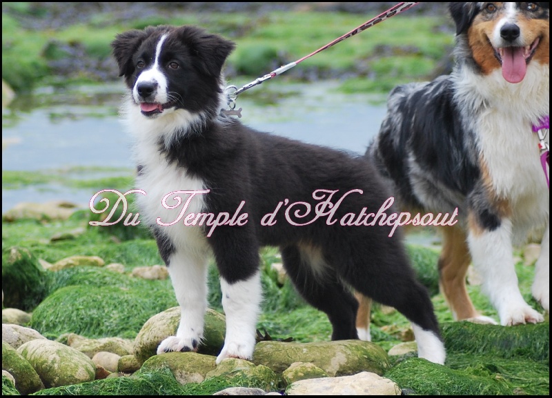 Lower egypt wadjet uraeus Du Temple D'hatchepsout