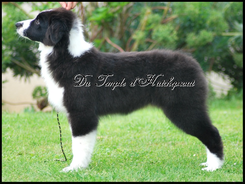 Lower egypt wadjet uraeus Du Temple D'hatchepsout