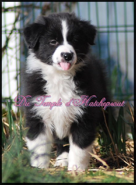 Lower egypt wadjet uraeus Du Temple D'hatchepsout