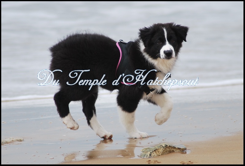 Lower egypt wadjet uraeus Du Temple D'hatchepsout