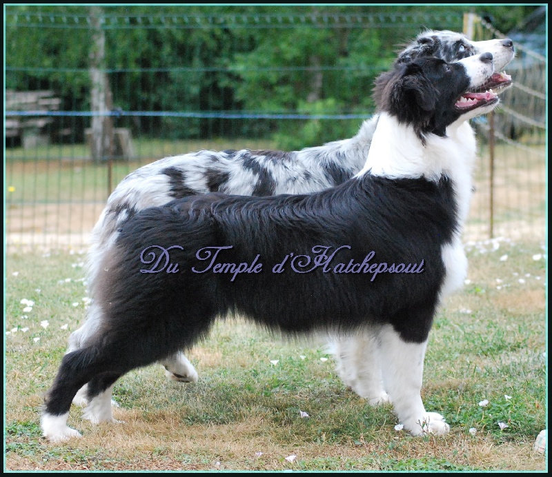 Lower egypt wadjet uraeus Du Temple D'hatchepsout