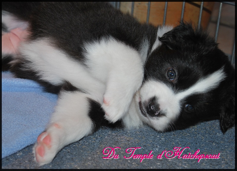 Lower egypt wadjet uraeus Du Temple D'hatchepsout