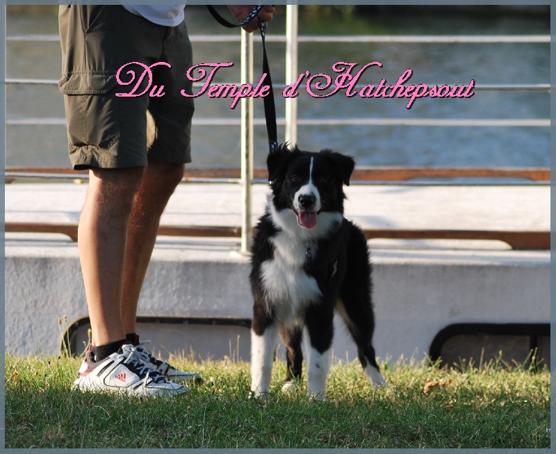 Lower egypt wadjet uraeus Du Temple D'hatchepsout