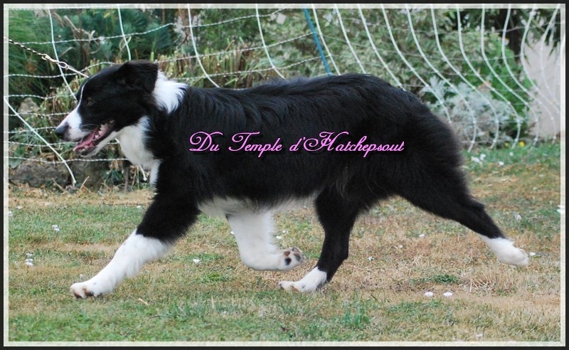 Lower egypt wadjet uraeus Du Temple D'hatchepsout