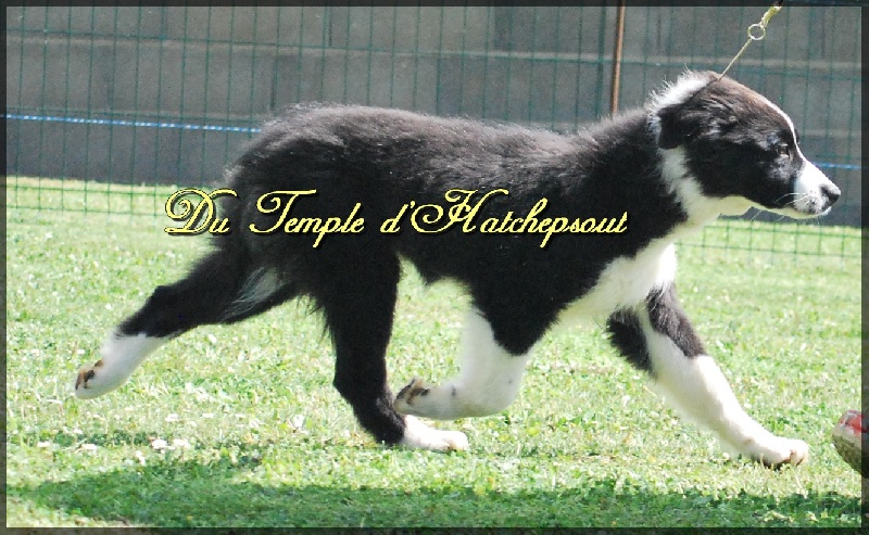 Lower egypt wadjet uraeus Du Temple D'hatchepsout