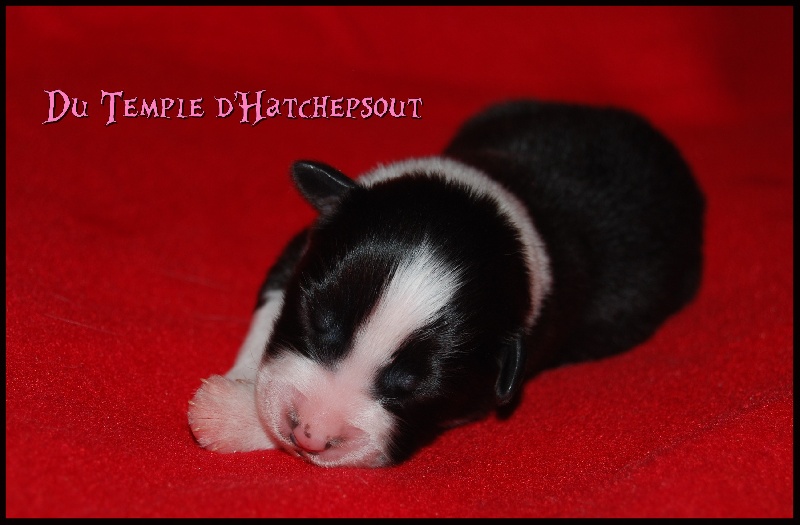 Lower egypt wadjet uraeus Du Temple D'hatchepsout