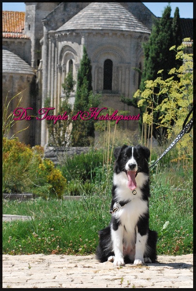 Lower egypt wadjet uraeus Du Temple D'hatchepsout