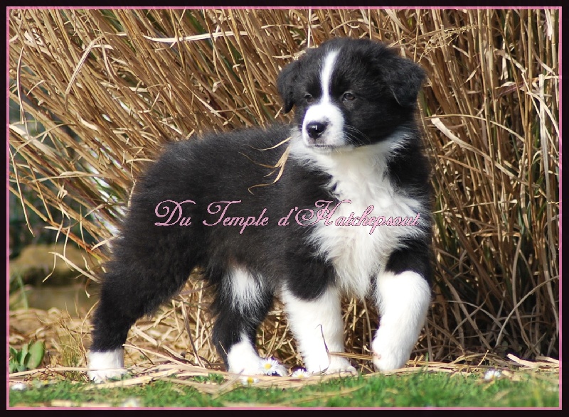 Lower egypt wadjet uraeus Du Temple D'hatchepsout