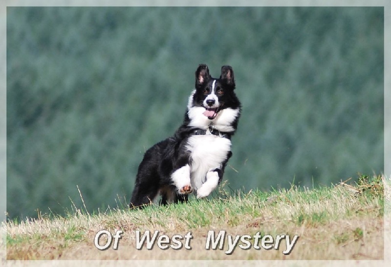 Lower egypt wadjet uraeus Du Temple D'hatchepsout