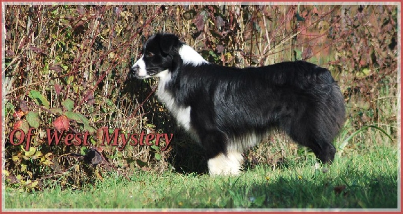 Lower egypt wadjet uraeus Du Temple D'hatchepsout