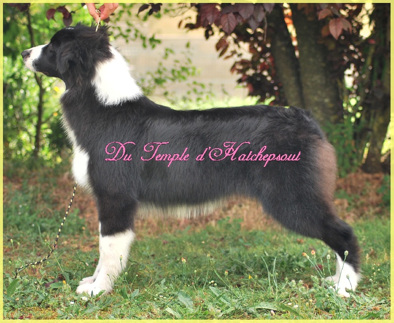 Lower egypt wadjet uraeus Du Temple D'hatchepsout