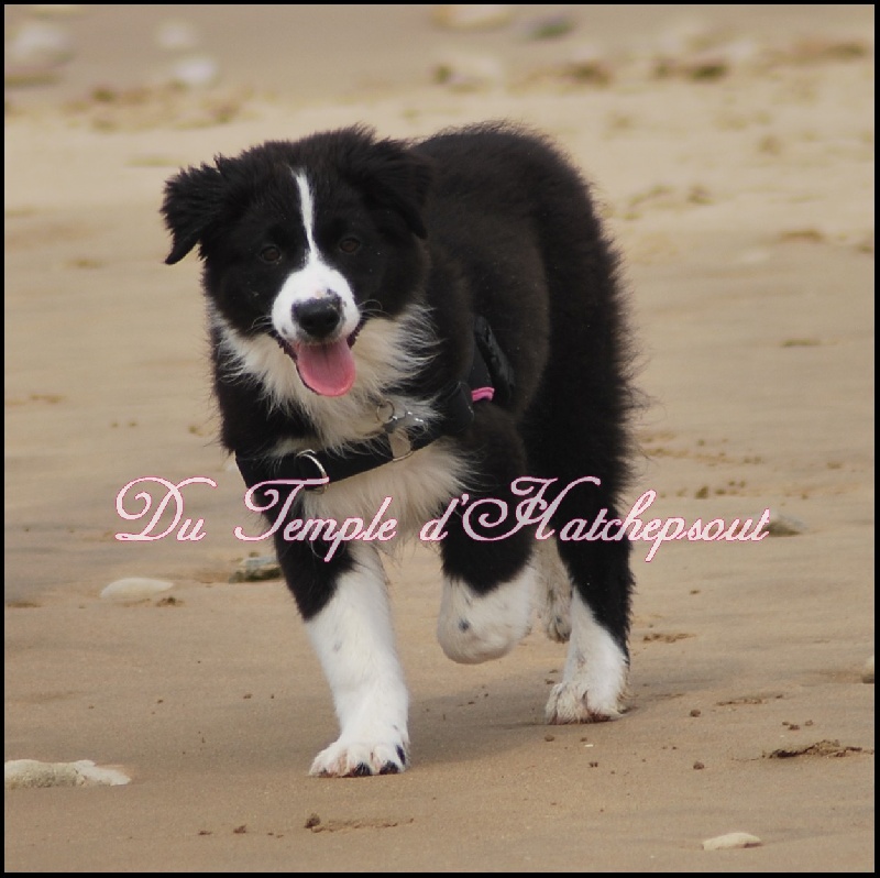 Lower egypt wadjet uraeus Du Temple D'hatchepsout