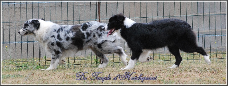 Lower egypt wadjet uraeus Du Temple D'hatchepsout