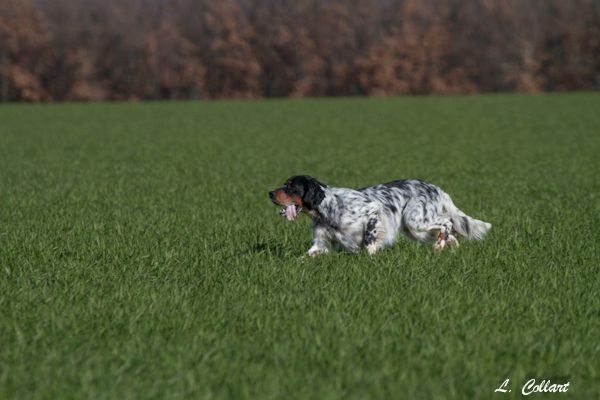 TR. Jude Des Collines De Vallis Auréa - 2EME EXCELLENT