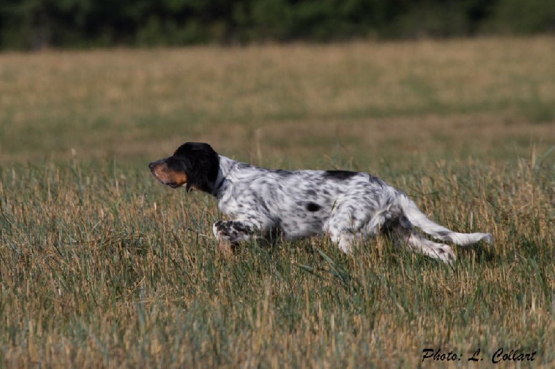 TR. Jude Des Collines De Vallis Auréa - TRES BON