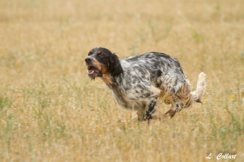 TR. Jude Des Collines De Vallis Auréa - R.C.A.C.T