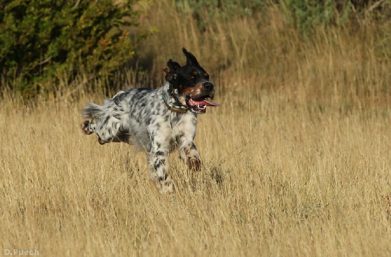 TR. Jude Des Collines De Vallis Auréa - 1ER EXCELLENT