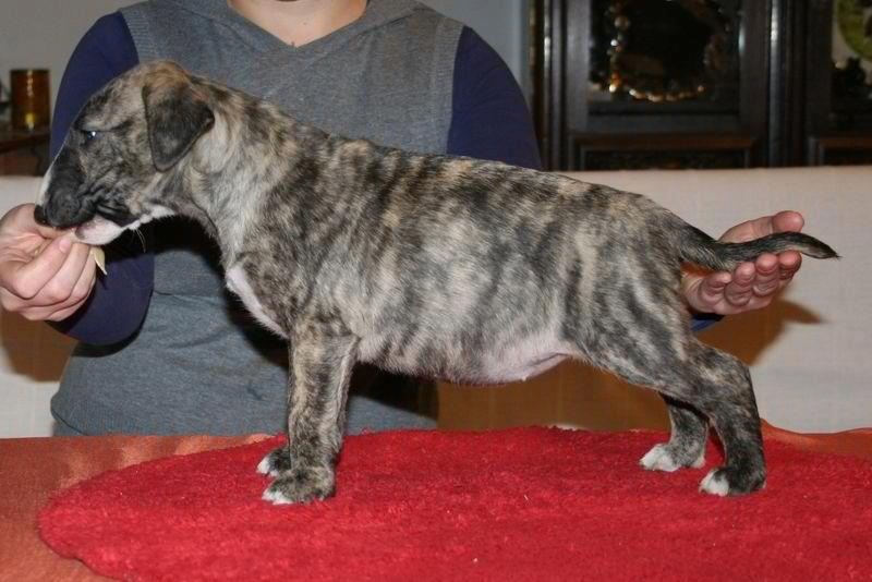 Publication : Dream Team Bulls