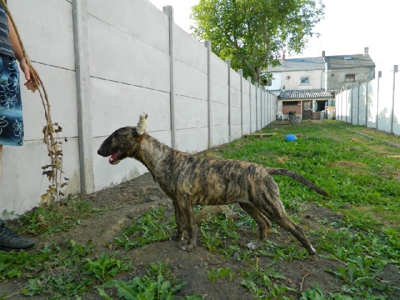 Publication : Dream Team Bulls