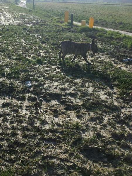 Publication : Dream Team Bulls