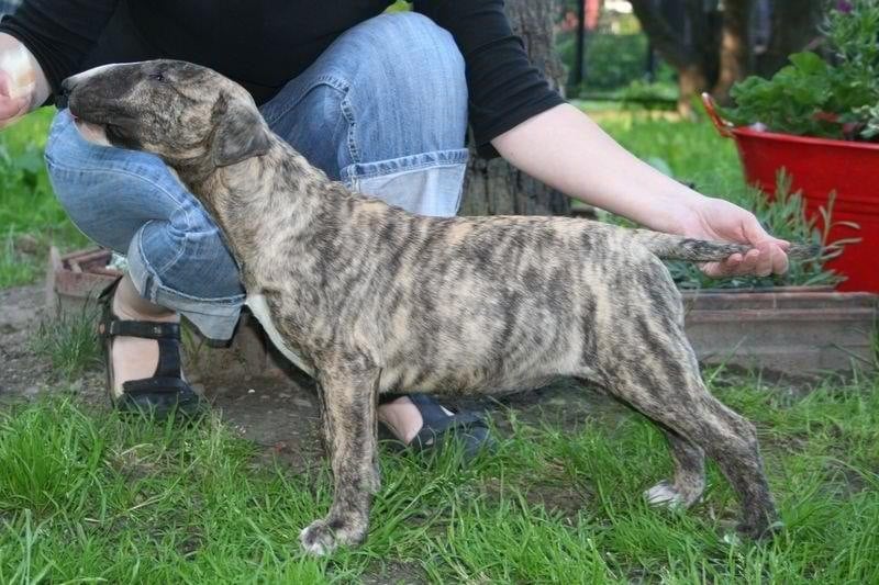 Publication : Dream Team Bulls