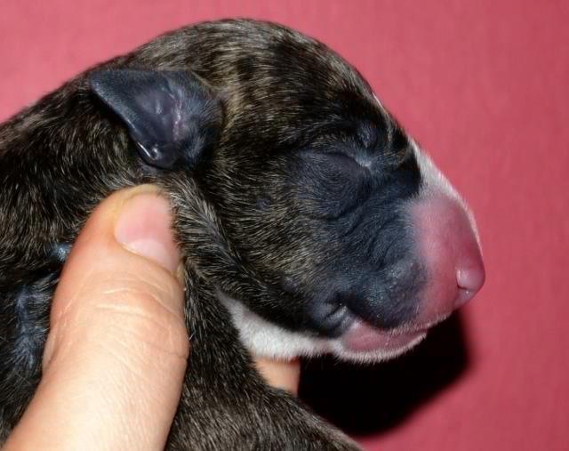 Publication : Dream Team Bulls