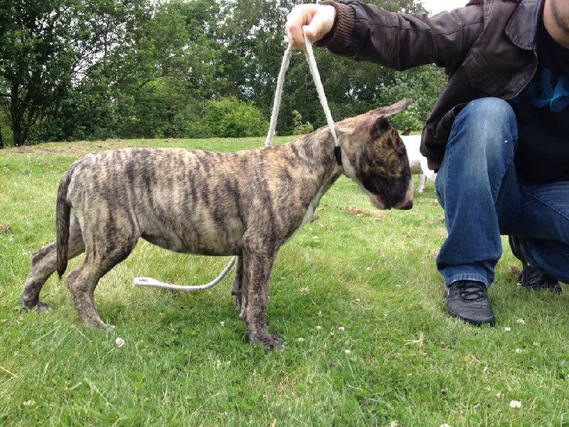 Publication : Dream Team Bulls