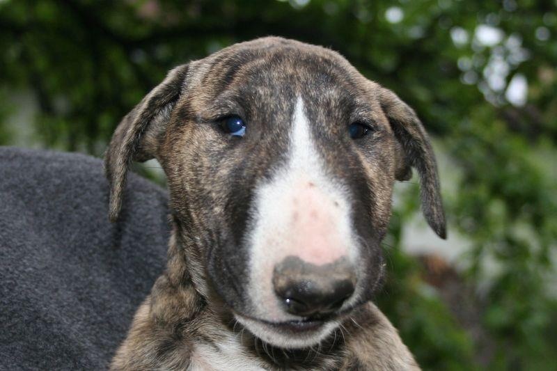 Publication : Dream Team Bulls