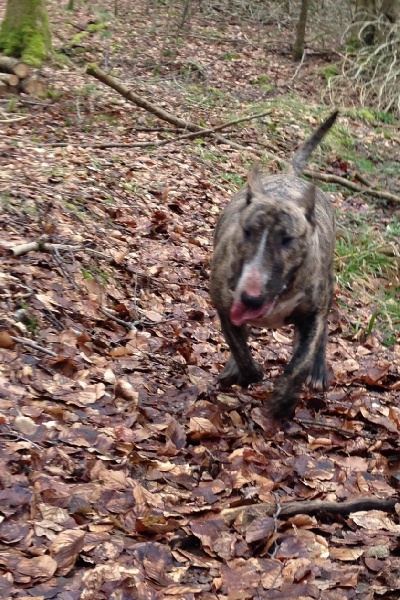 Publication : Dream Team Bulls