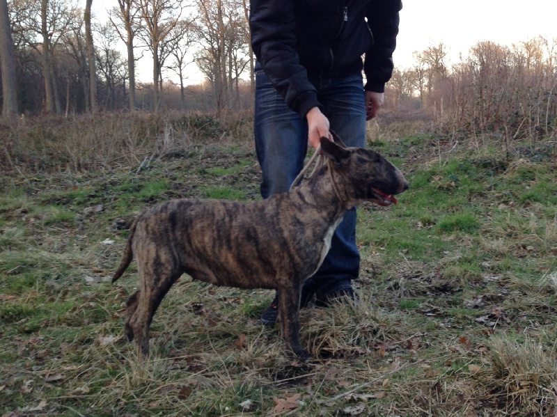 Publication : Dream Team Bulls