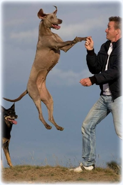 Publication : Legend's Safir Auteur : Nathalie Van Gastel