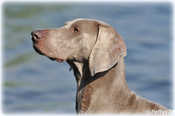 Publication : Legend's Safir Auteur : Nathalie Van Gastel